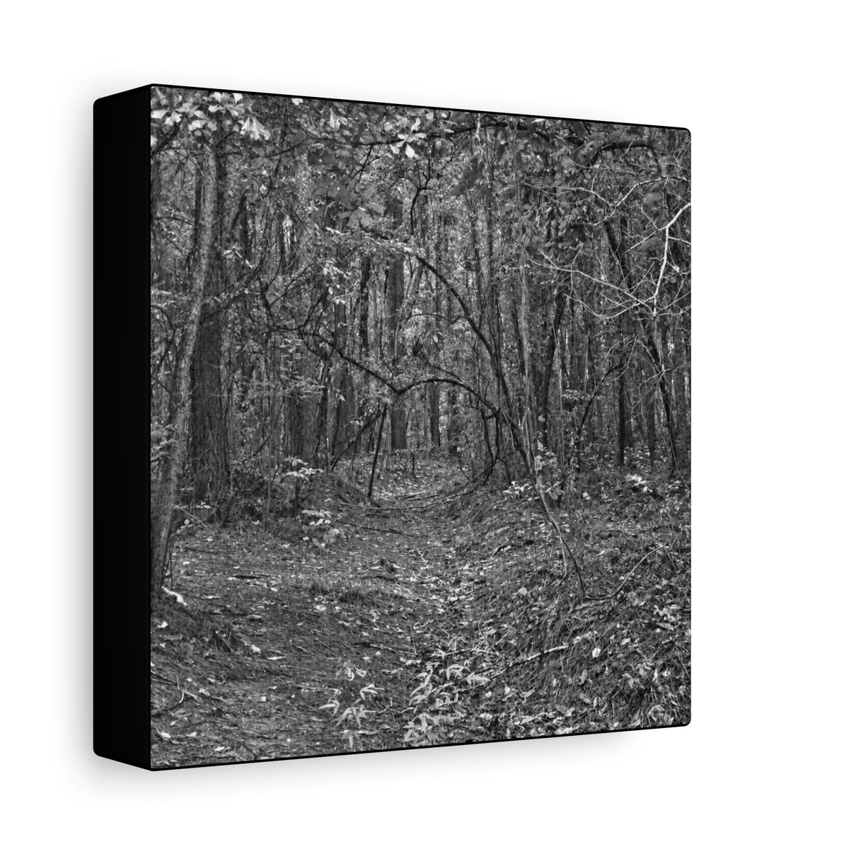 Forest Path Canvas