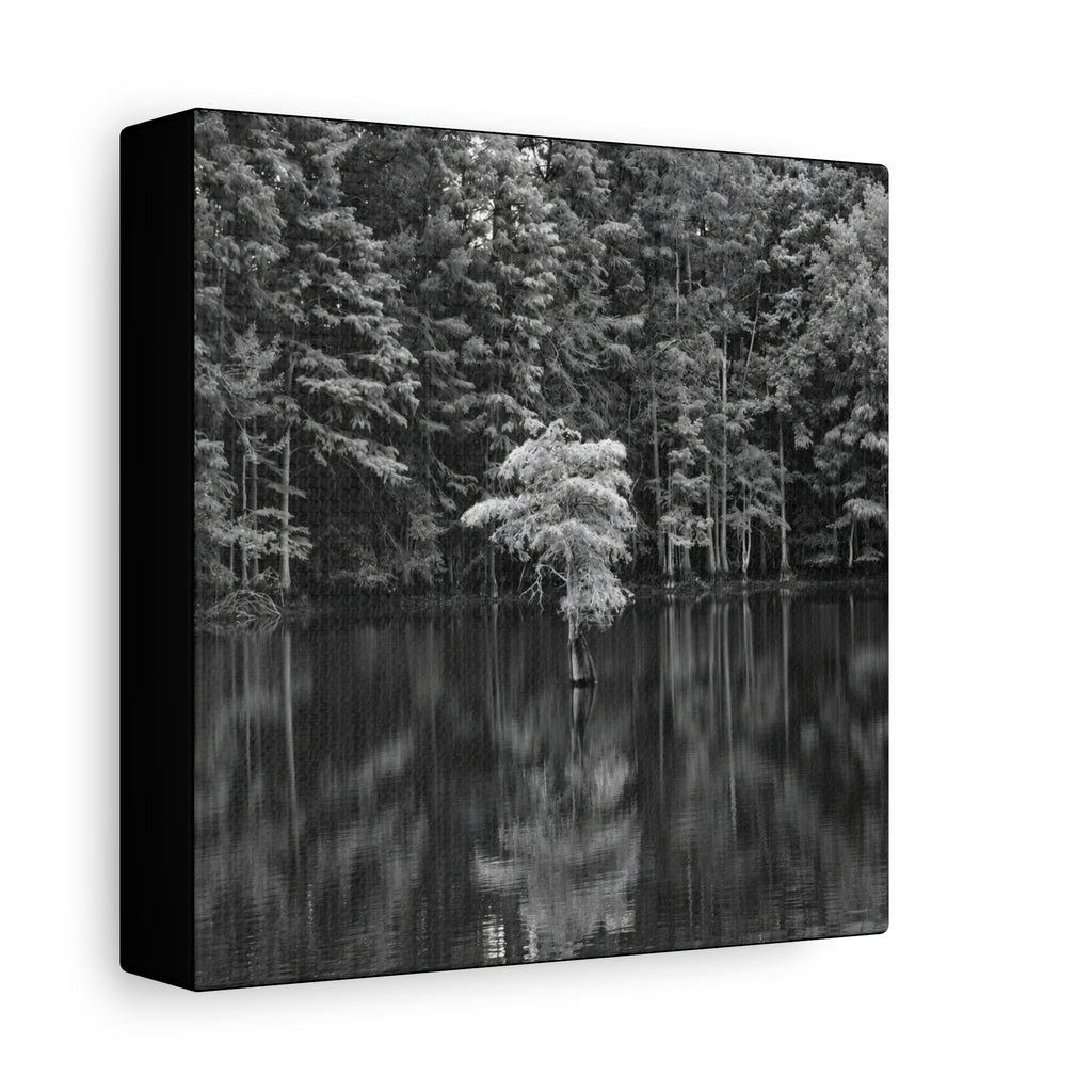 Marsh Solitary Tree Canvas
