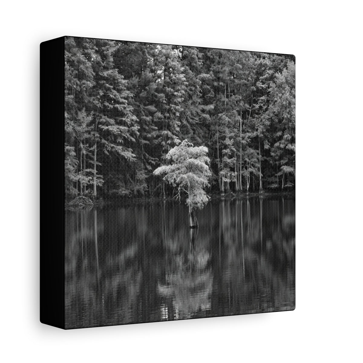 Marsh Solitary Tree Canvas