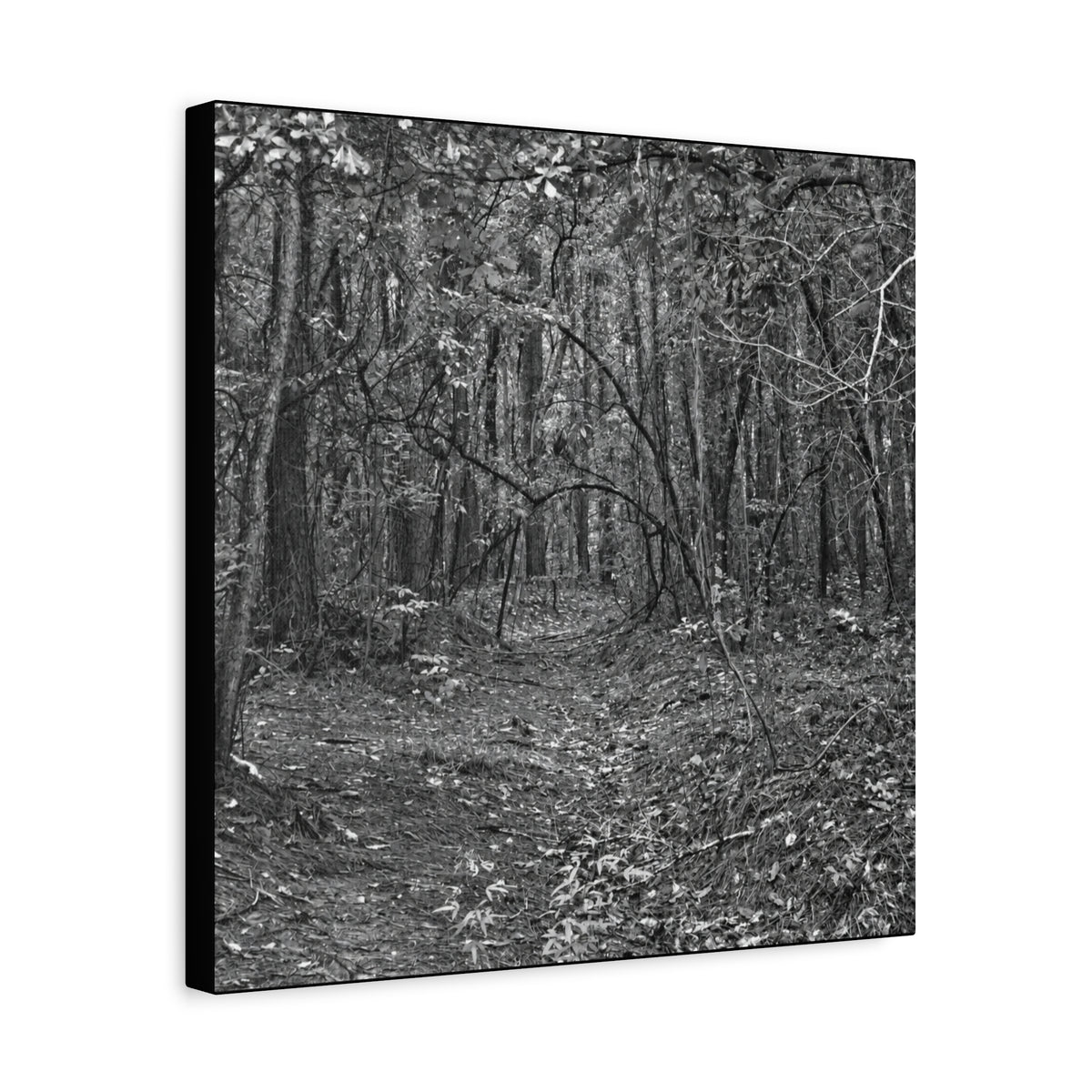 Forest Path Canvas