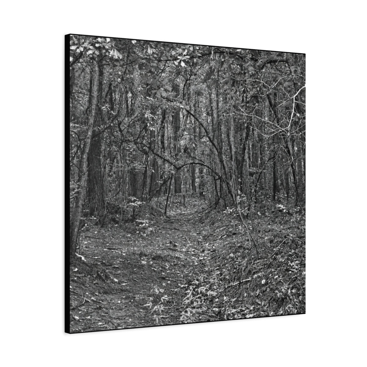 Forest Path Canvas