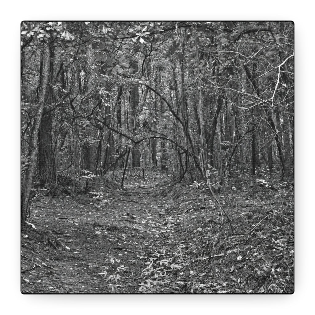 Forest Path Canvas
