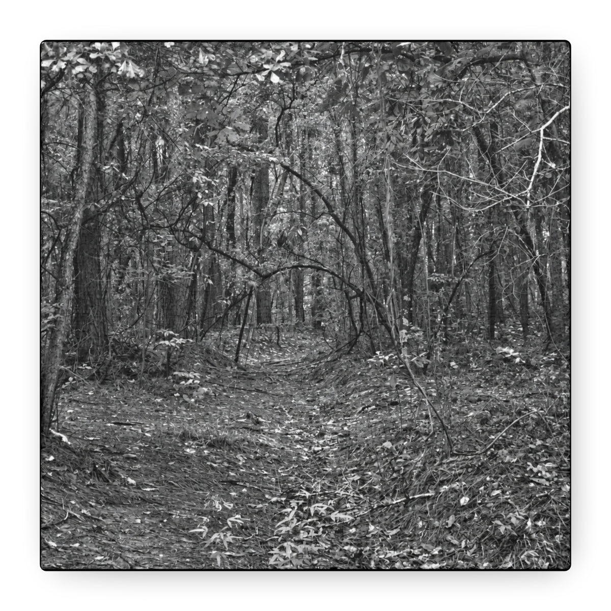 Forest Path Canvas