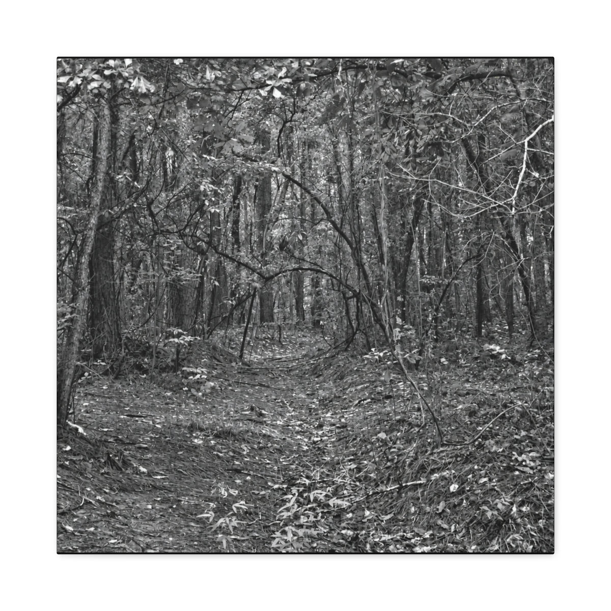 Forest Path Canvas