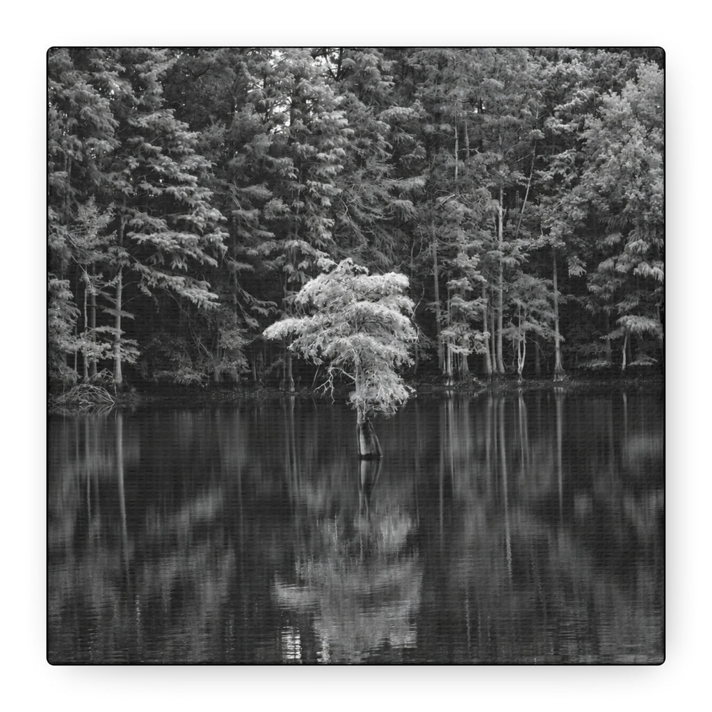 Marsh Solitary Tree Canvas