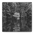 Marsh Solitary Tree Canvas