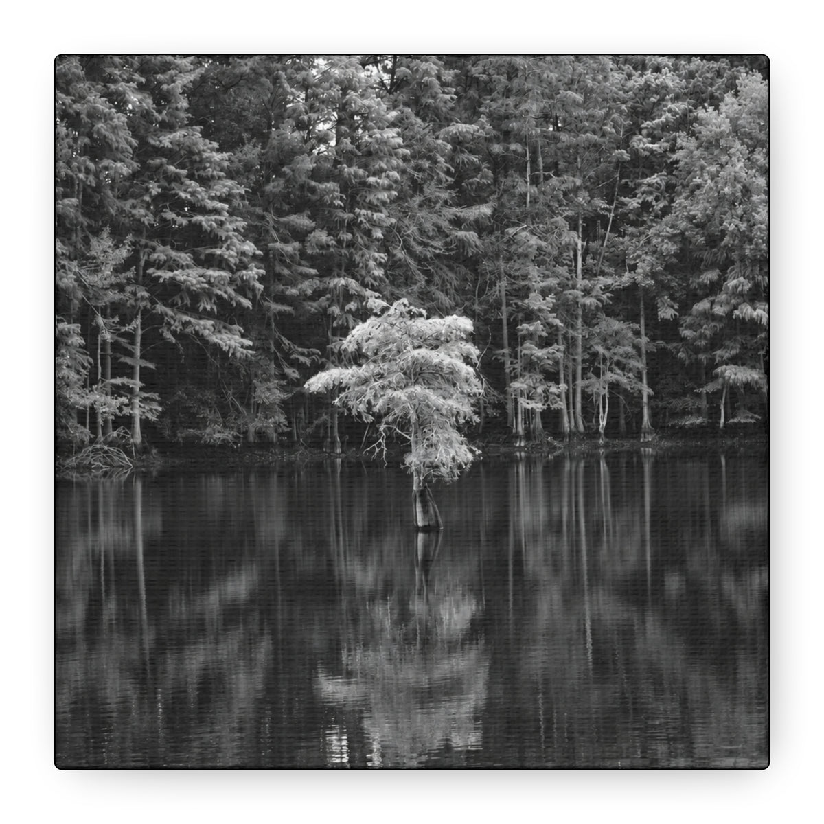 Marsh Solitary Tree Canvas