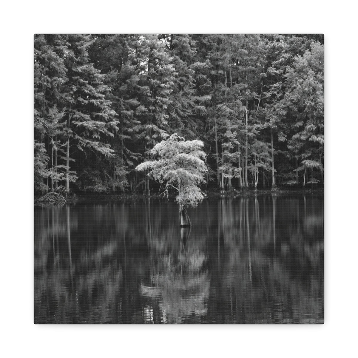 Marsh Solitary Tree Canvas