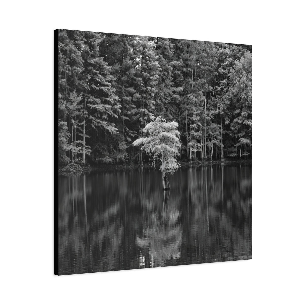 Marsh Solitary Tree Canvas