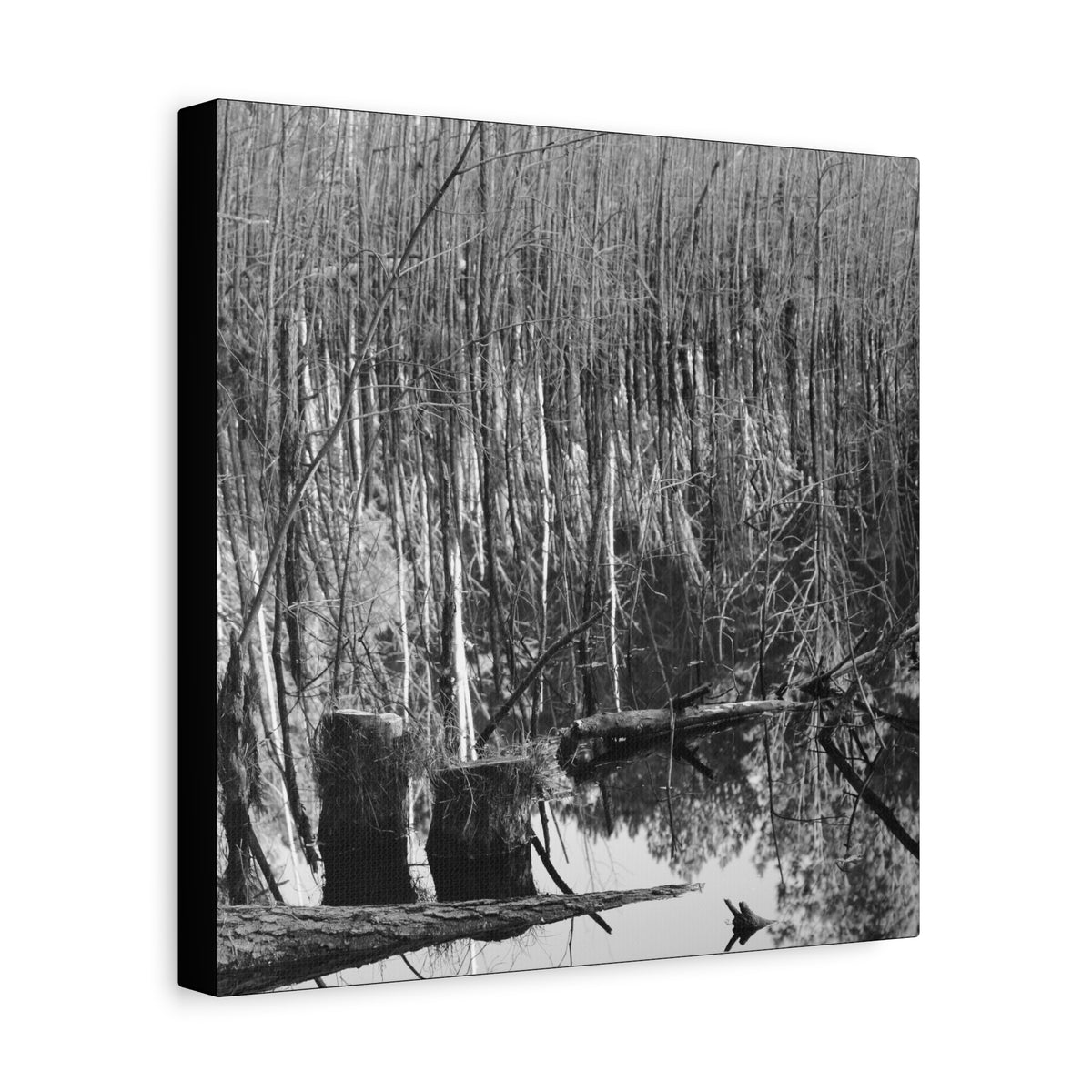 Marsh Stumps Canvas
