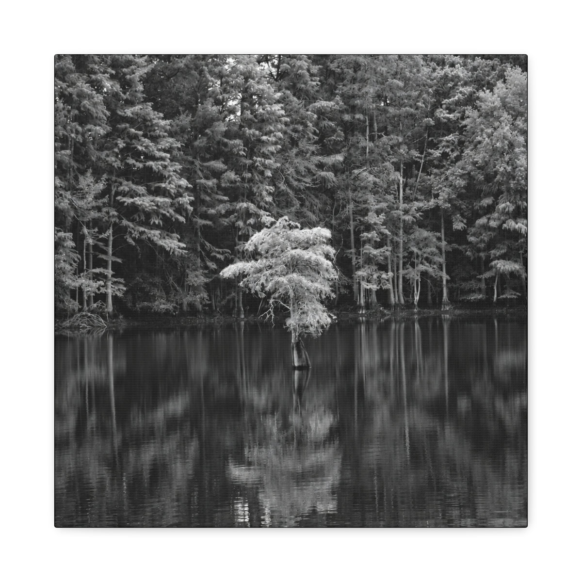 Marsh Solitary Tree Canvas