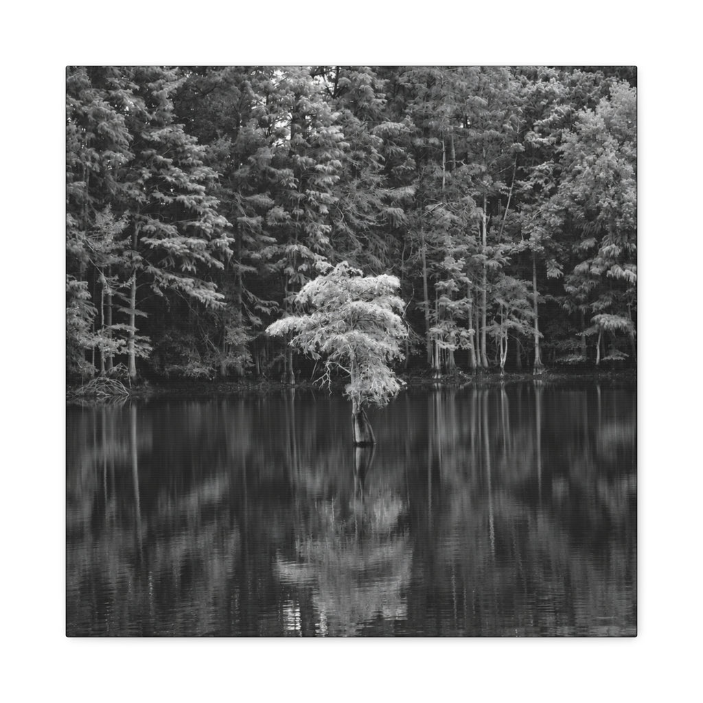 Marsh Solitary Tree Canvas