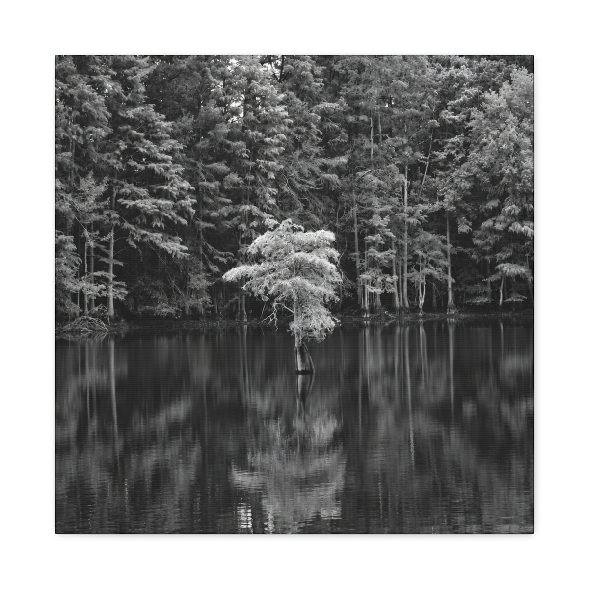 Marsh Solitary Tree Canvas