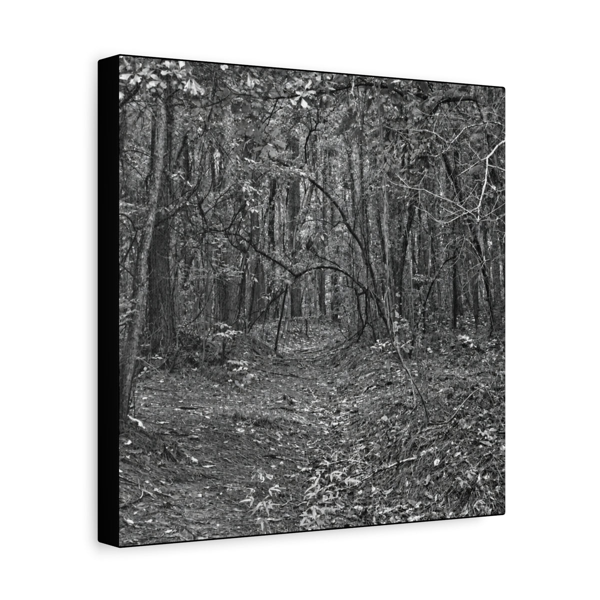 Forest Path Canvas