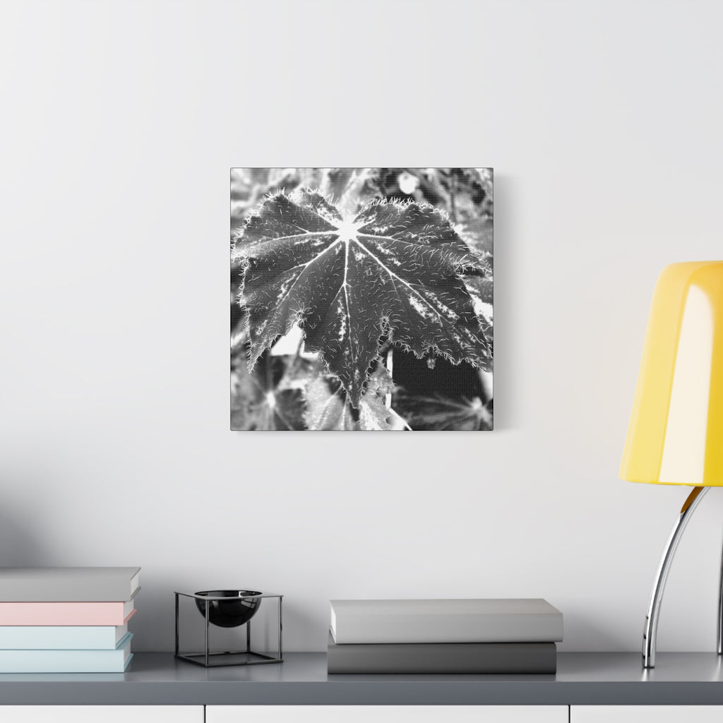 Begonia Leaf Canvas