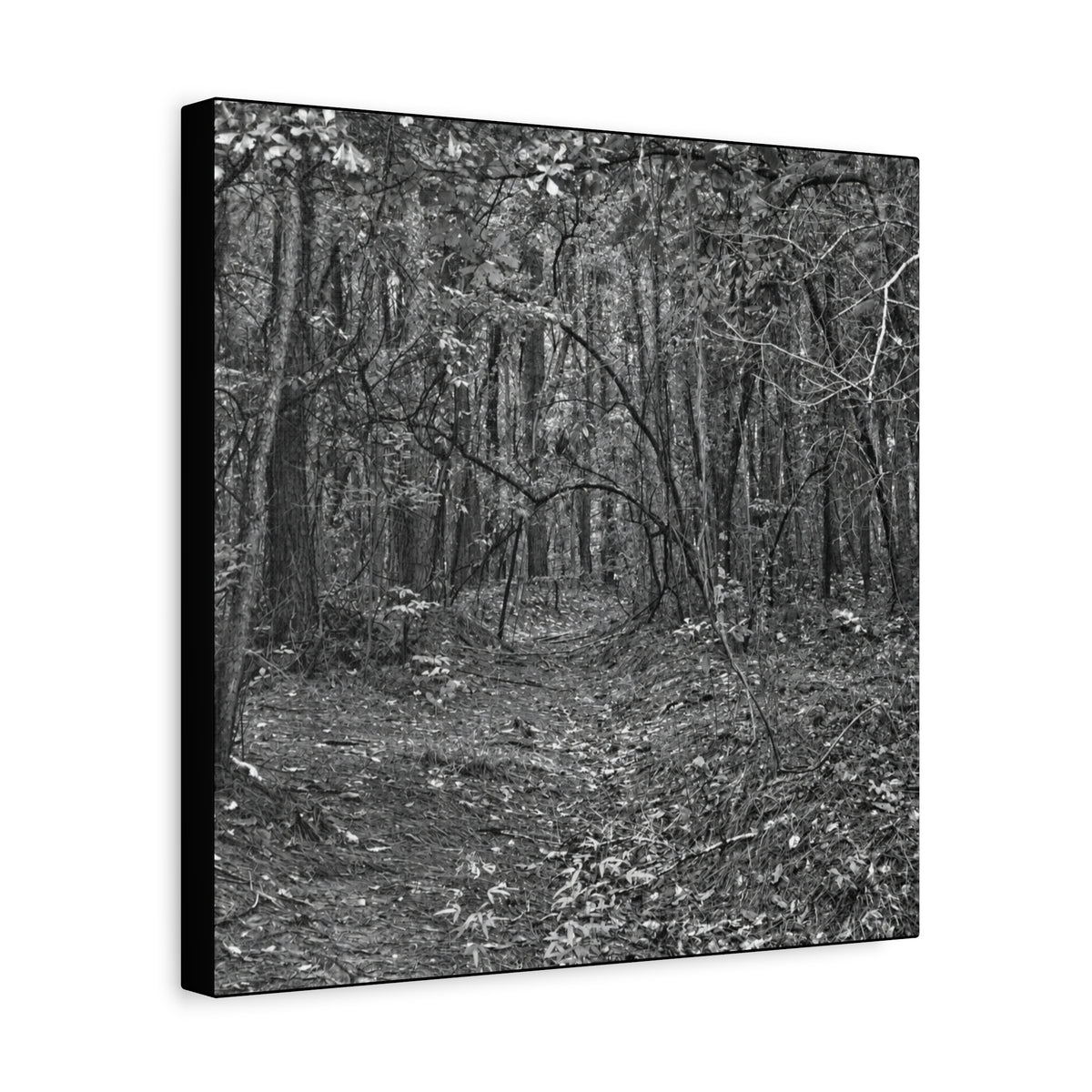 Forest Path Canvas
